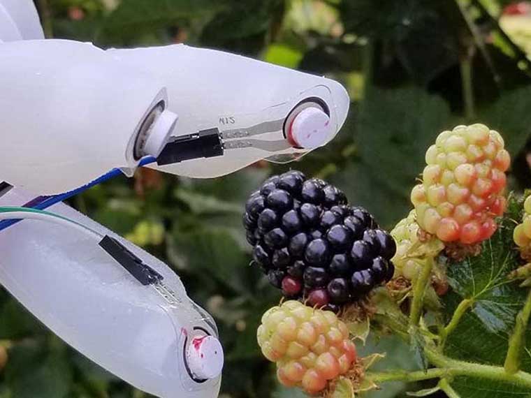 MSU scientists
have an "eye" on blackberry harvesting'</s future  - Summer 2024